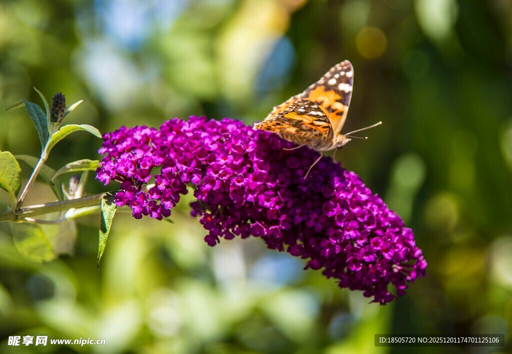 蝴蝶停驻在紫色花朵上