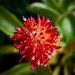 艳丽红色球状花卉特写