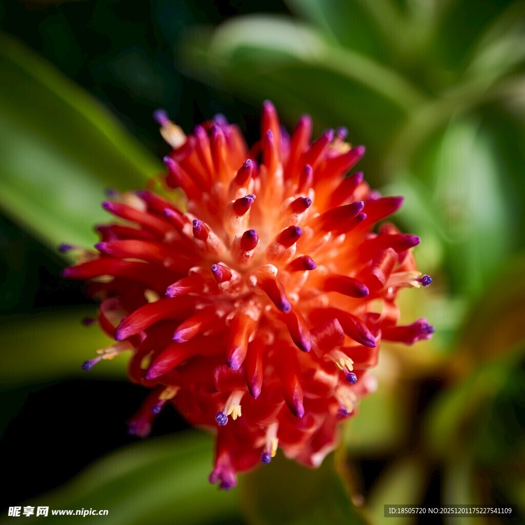 艳丽红色球状花卉特写