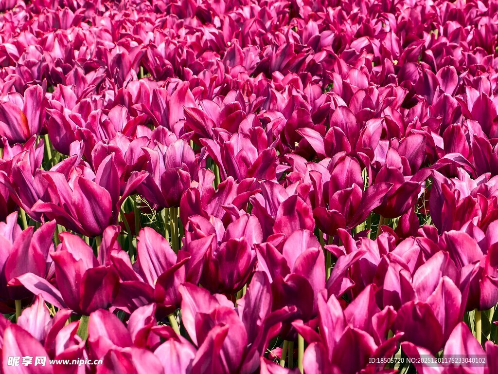 浪漫粉色郁金香花海