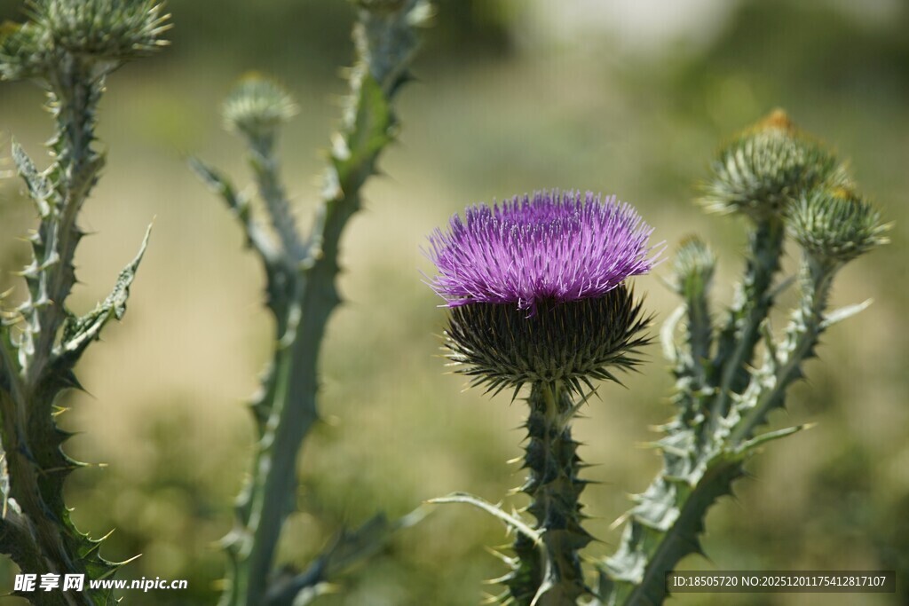 紫色蓟花绽放于绿野