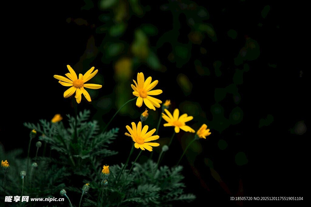 黄色小花绽放绿意间
