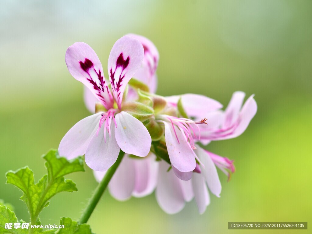 粉色天竺葵特写