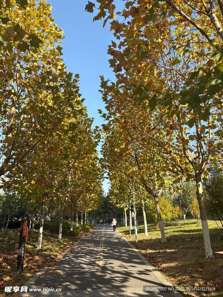 秋日林荫道的斑斓美景