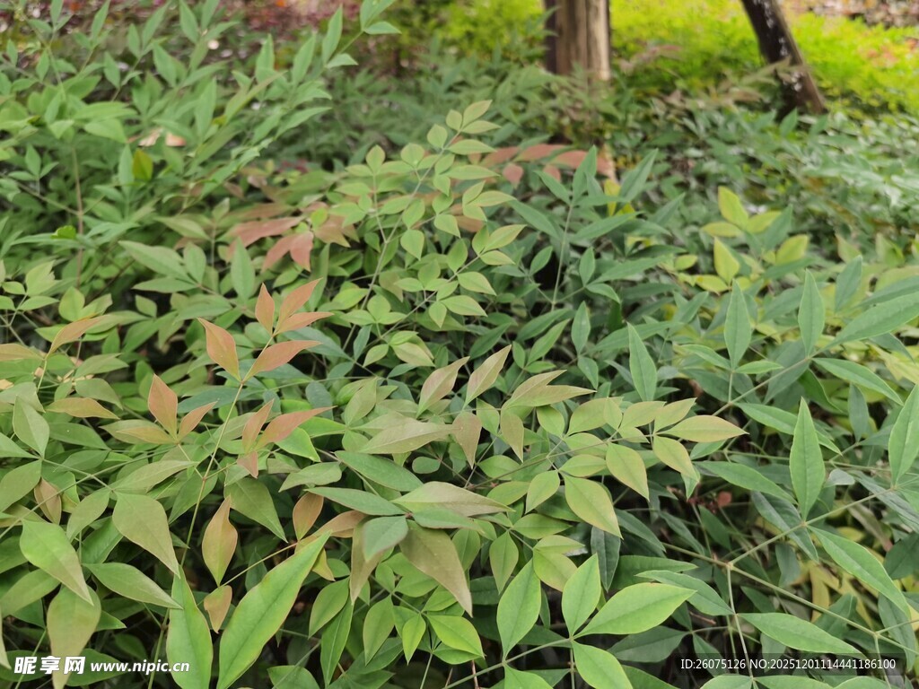 茂密绿植景观