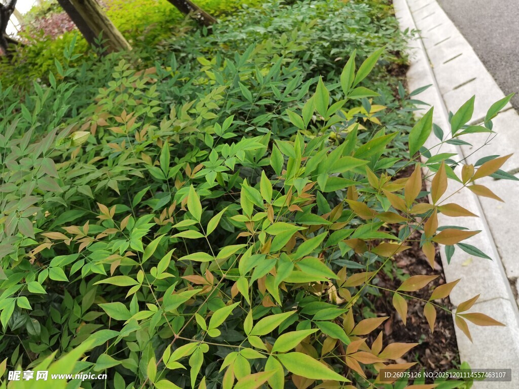 路边茂盛的绿色植物