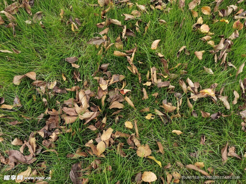 草地上散落的枯黄树叶