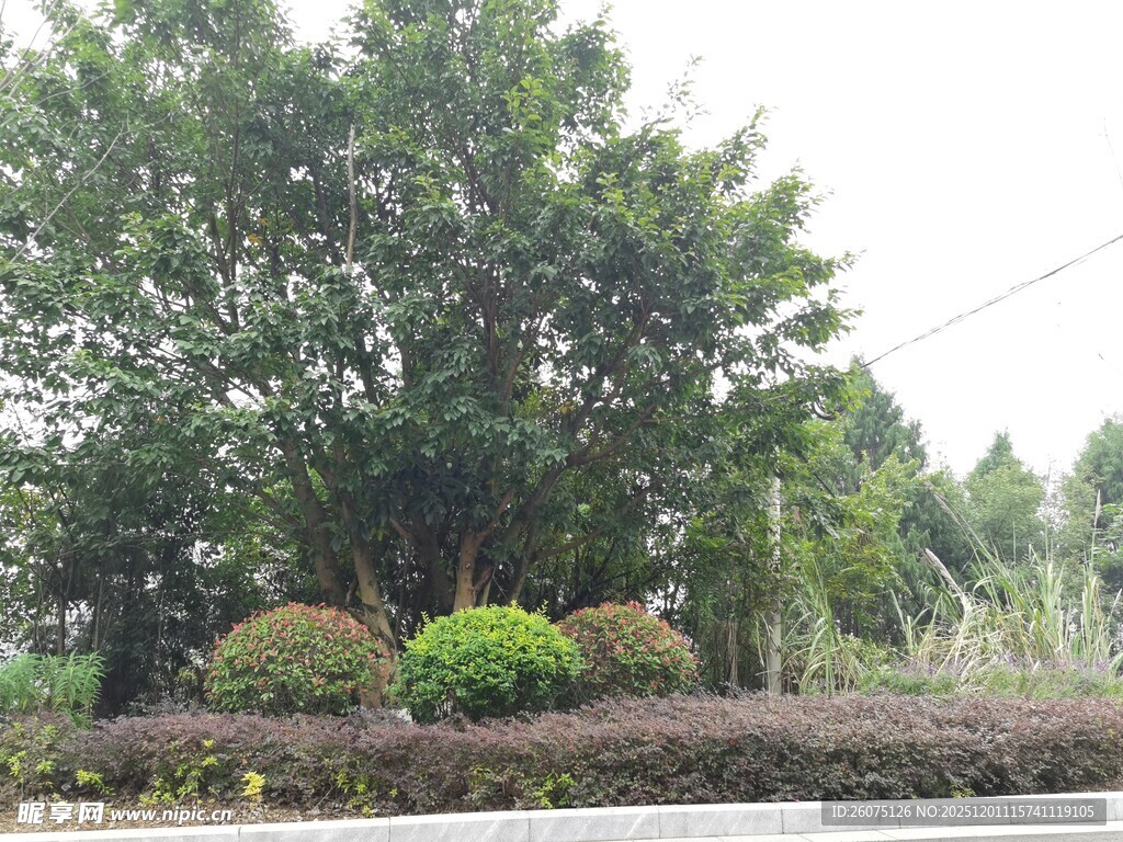 户外绿树景观