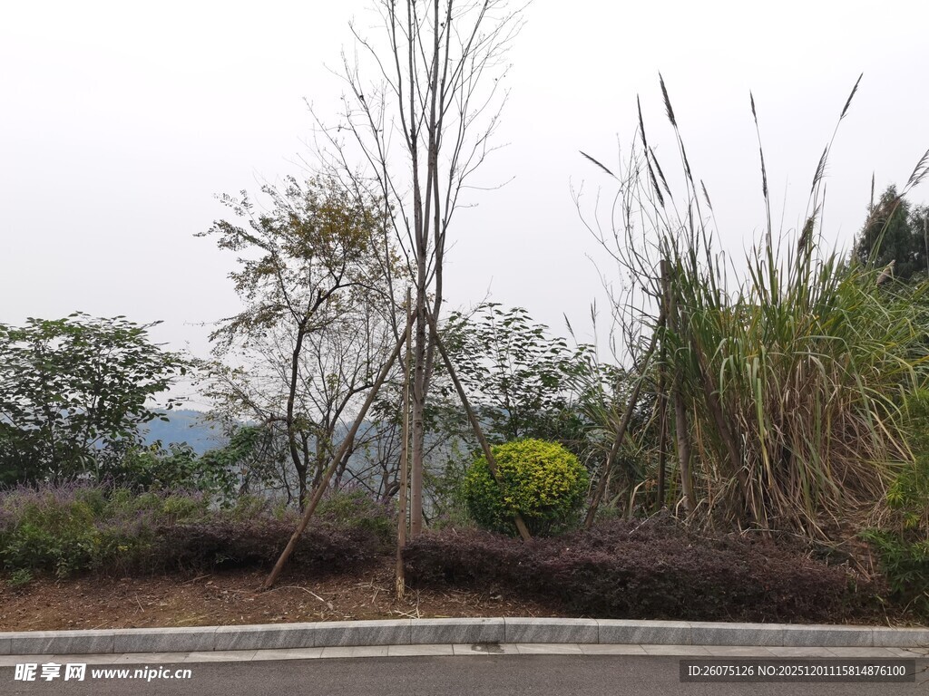 路边绿植景观