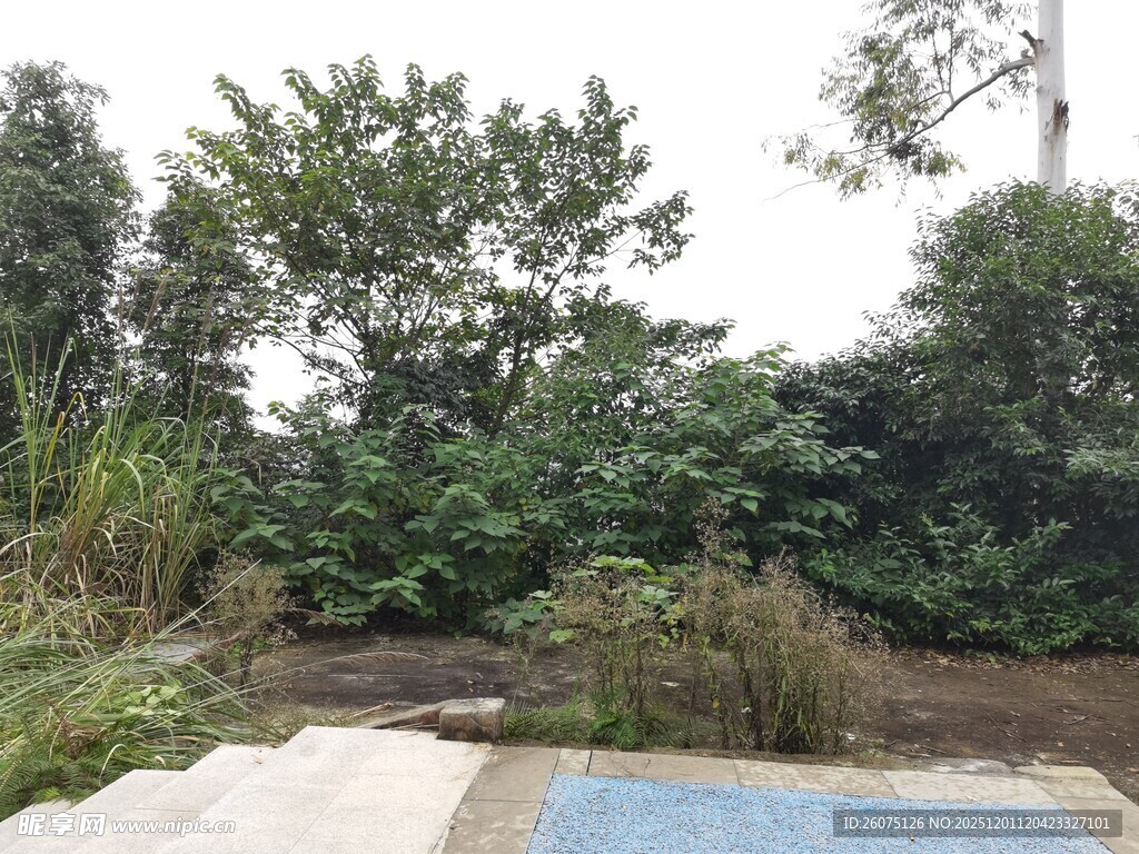 户外庭院绿植景观