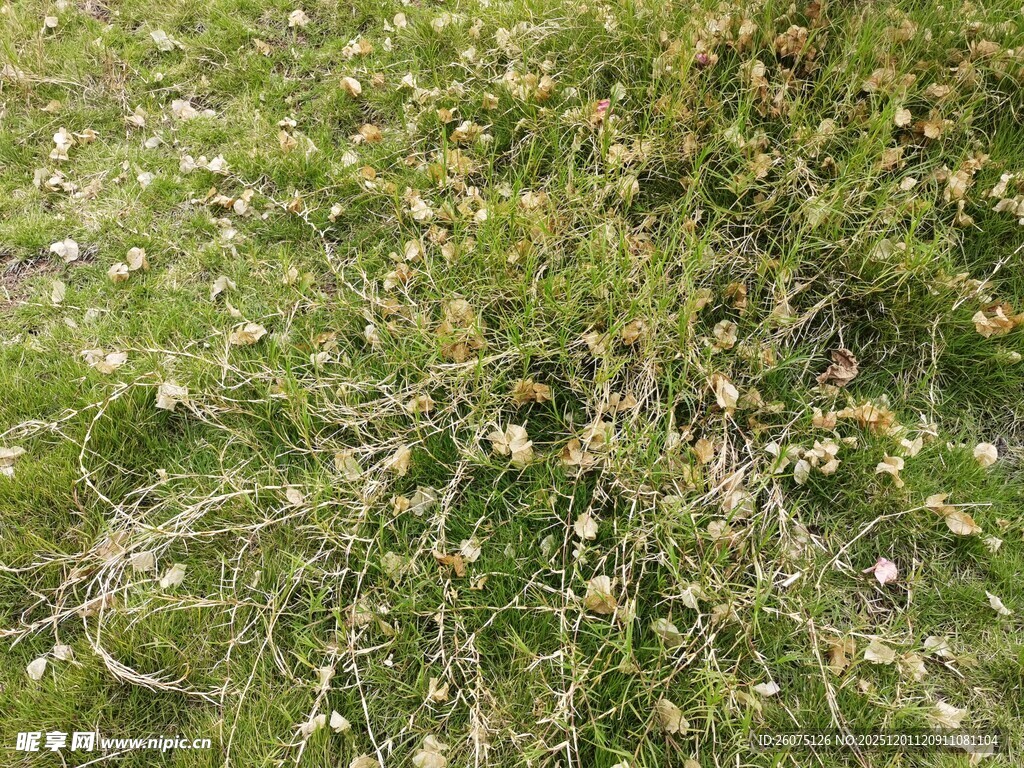 嫩绿草地上的细碎小花