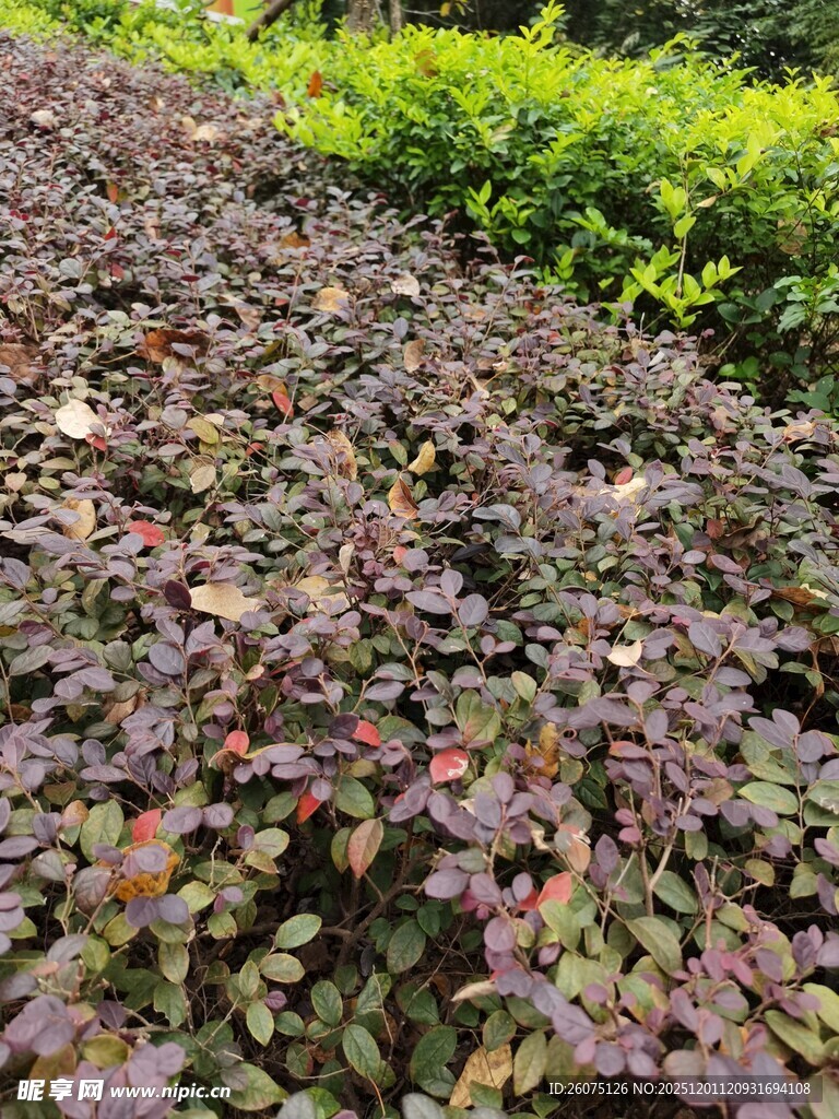 多彩植物景观