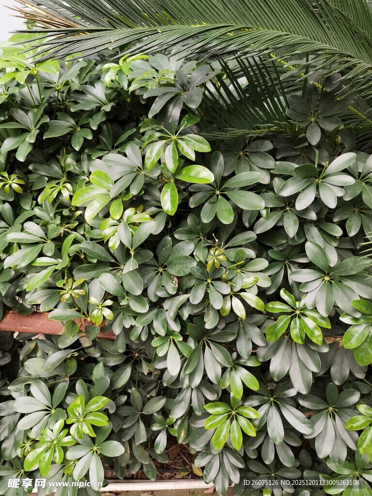 繁茂绿植墙尽显自然生机