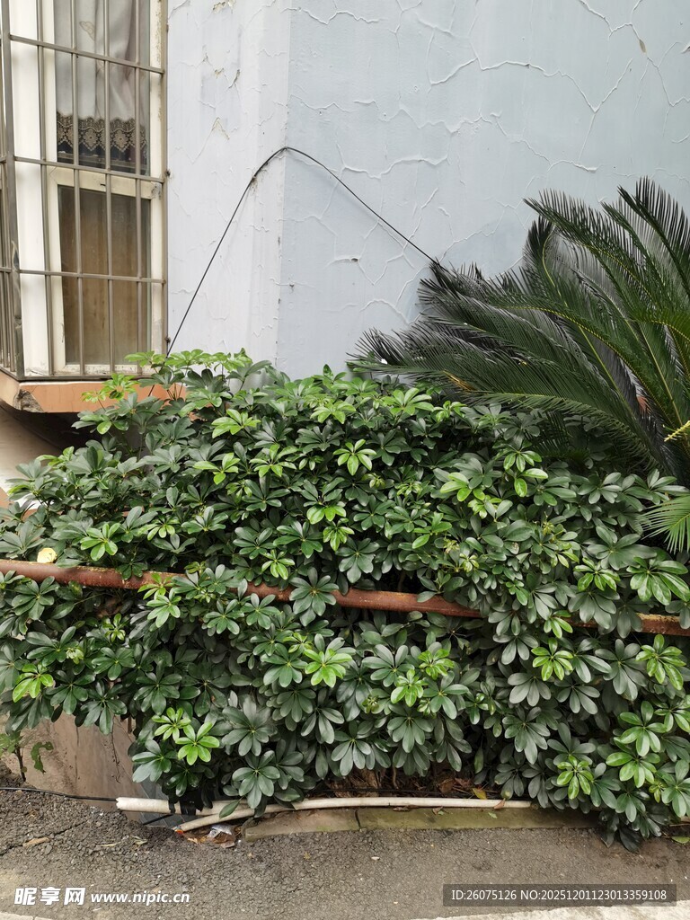 墙边繁茂绿植景观