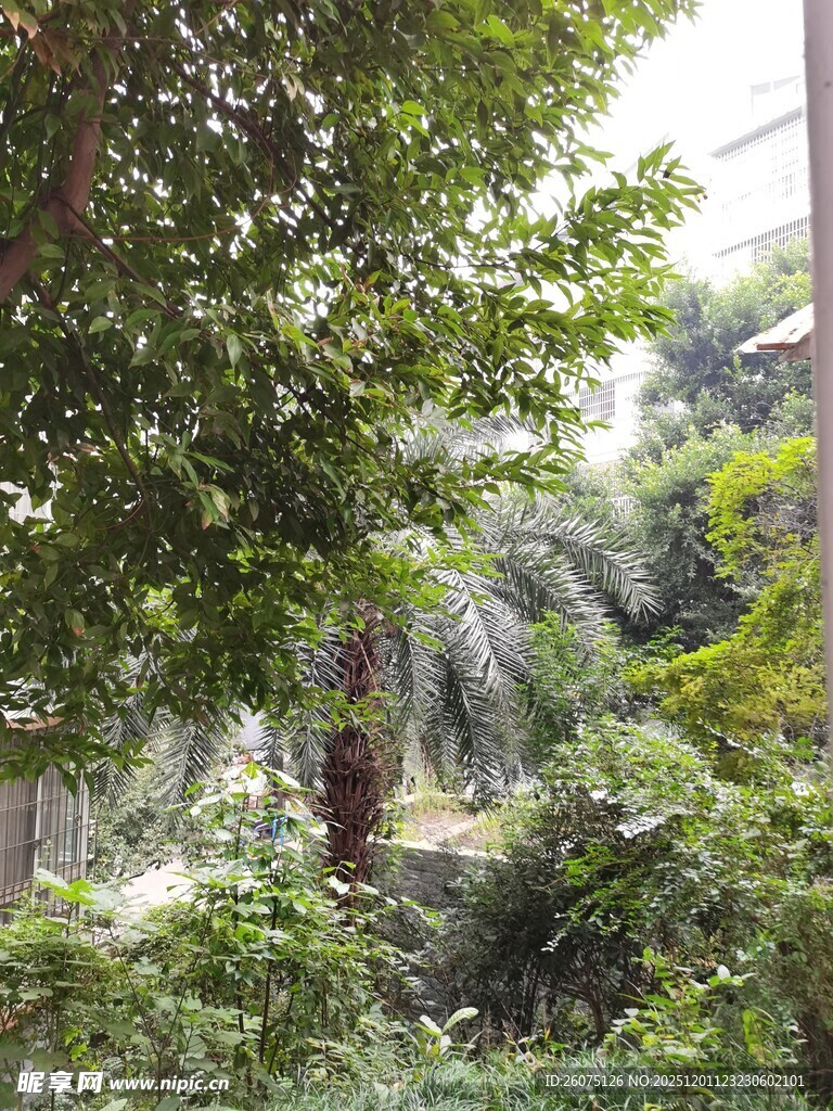 繁茂绿植中的自然景致