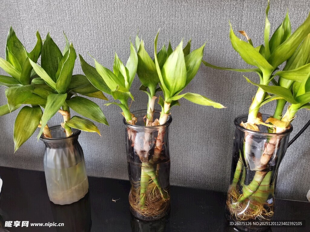 水培富贵竹清新绿植美