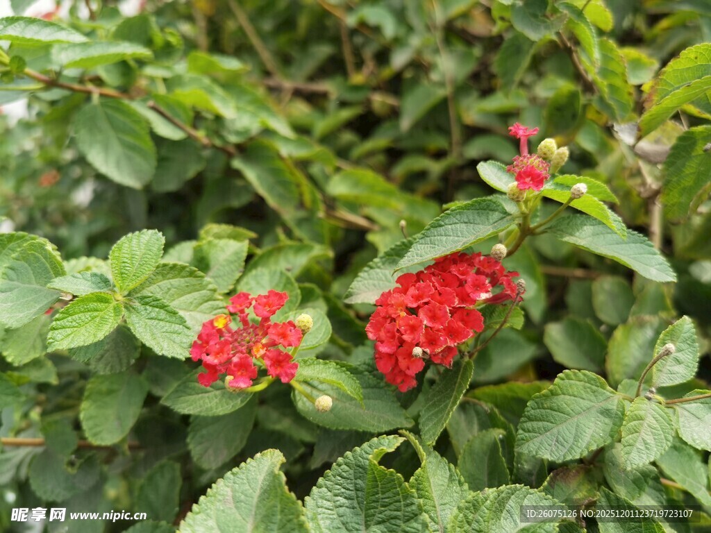 绿叶间的艳丽红色花朵