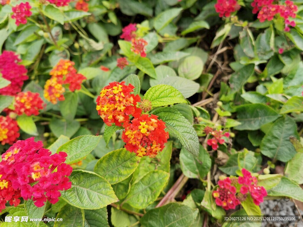 多彩马缨丹绽放的美丽