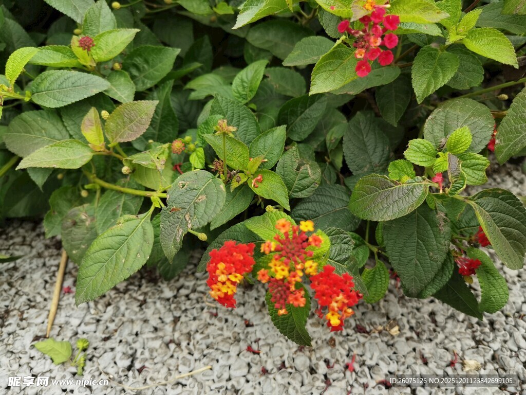 绿叶丛中娇艳的红色小花