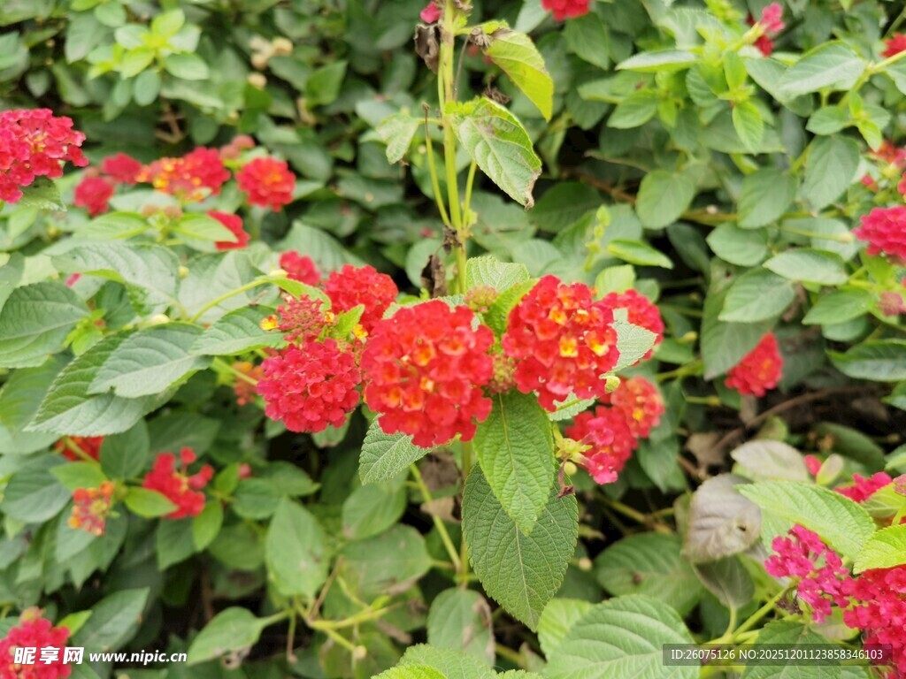 鲜艳红花朵朵绽放