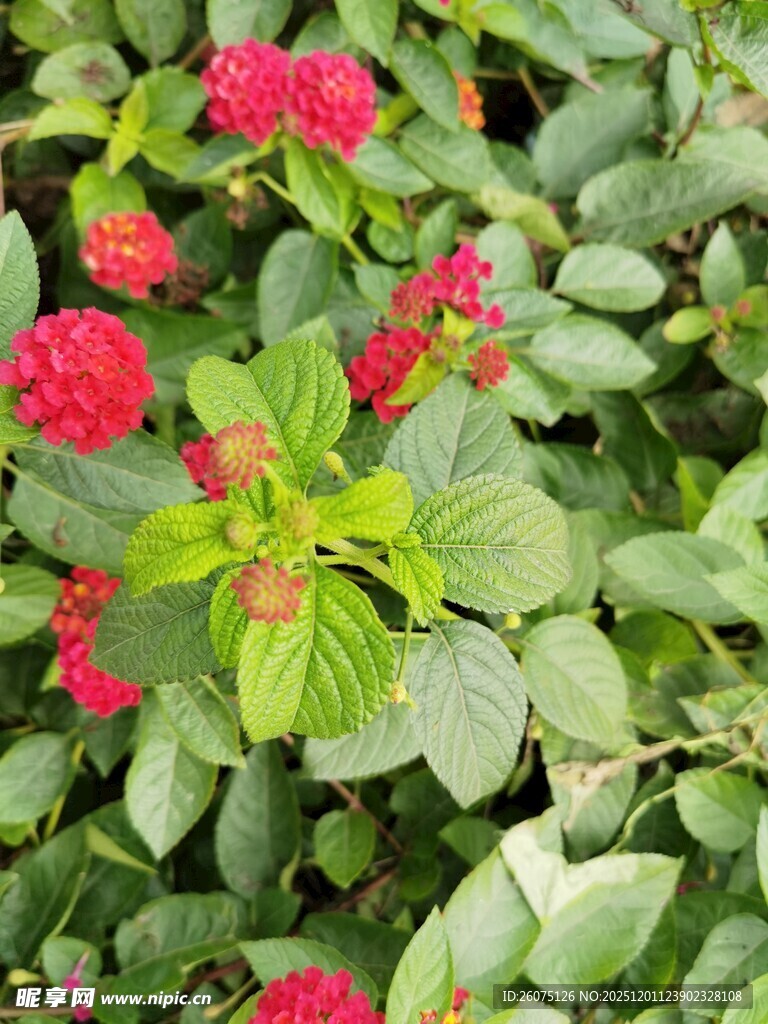 鲜艳红花朵与绿叶相依