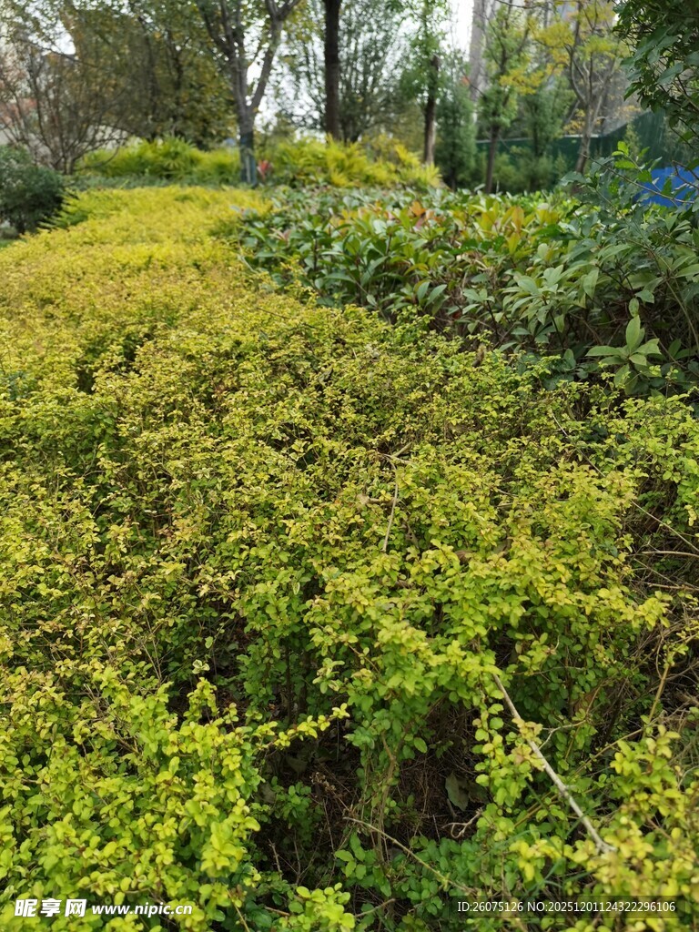 绿意盎然的繁茂植物景观