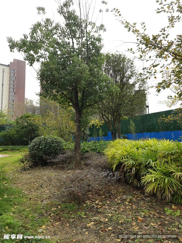 城市中的静谧绿植景观