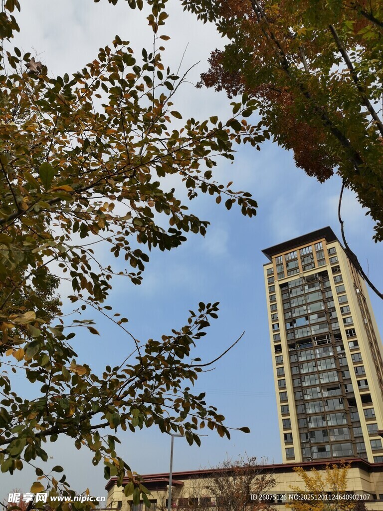 秋日楼宇间的蓝天绿树