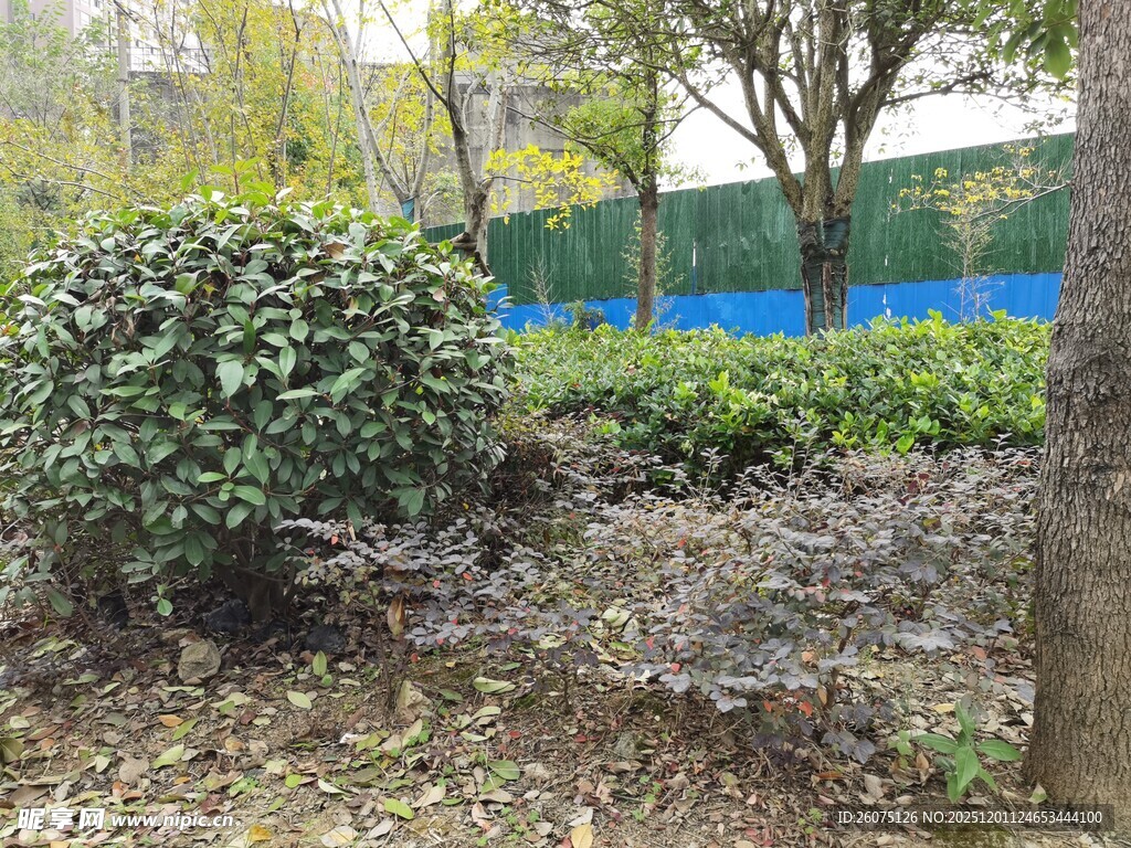 户外绿植景观一角