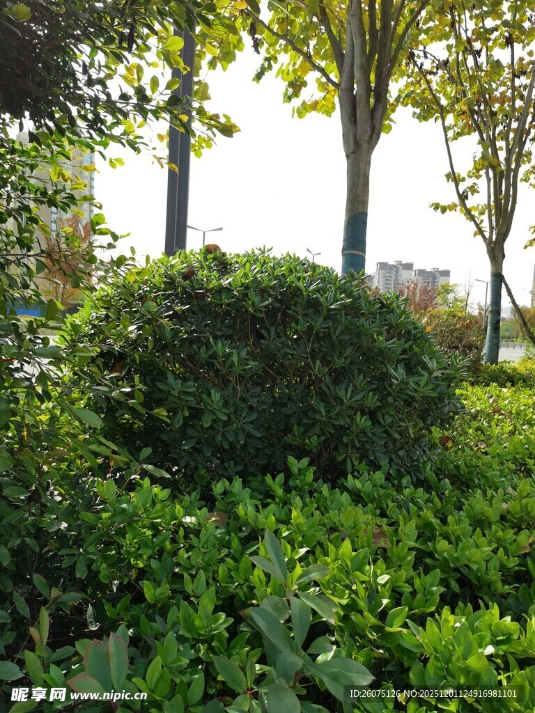 城市中的绿意盎然景观