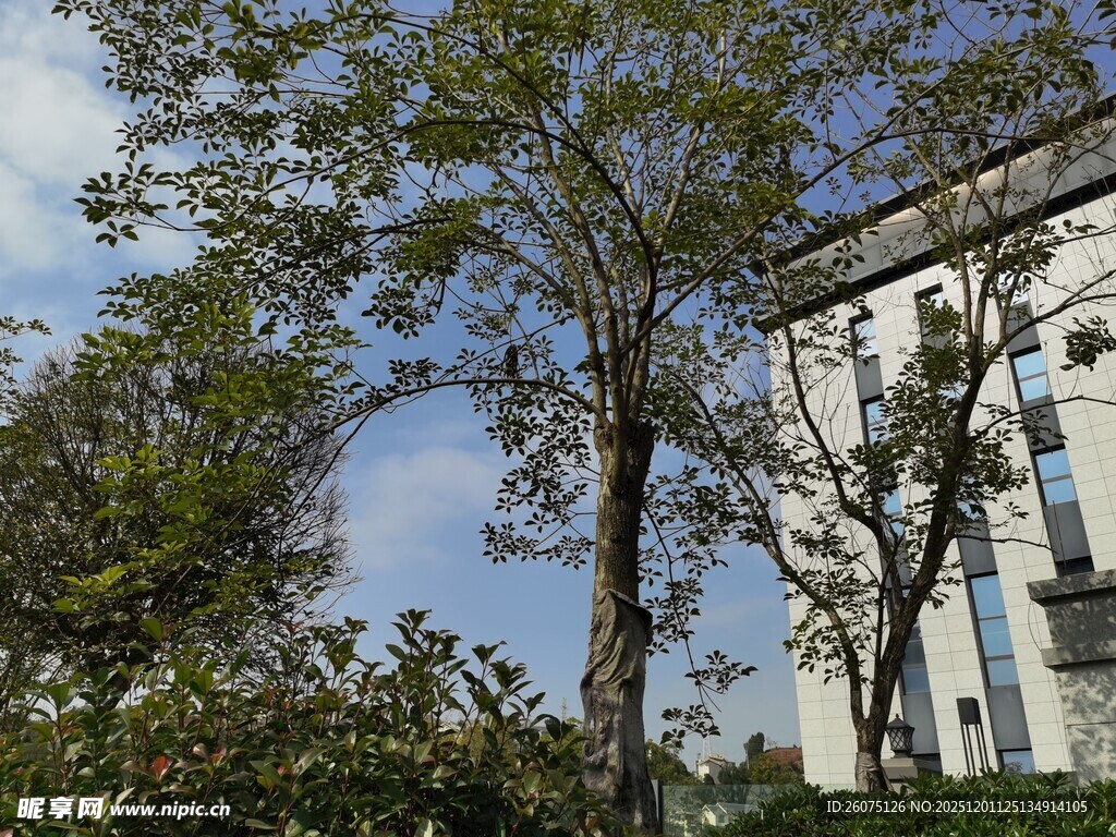 绿树掩映下的欧式建筑