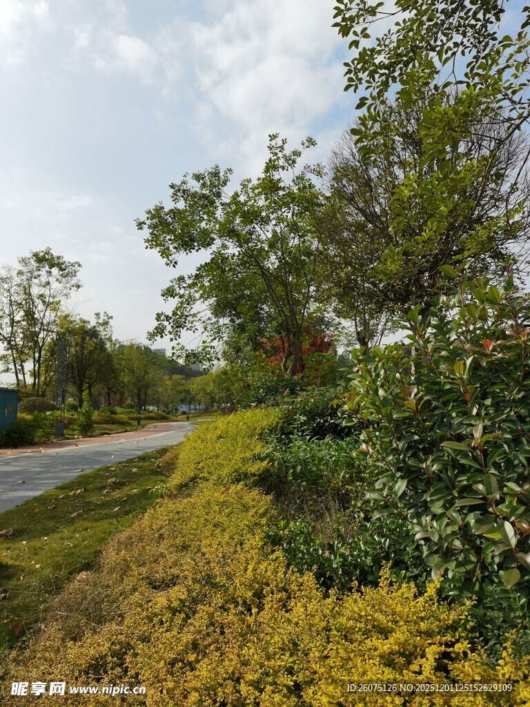 路边绿植景观