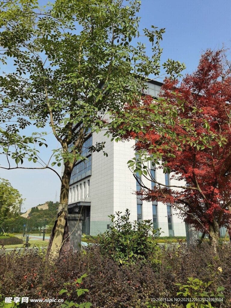 庭院中的白房与多彩树木