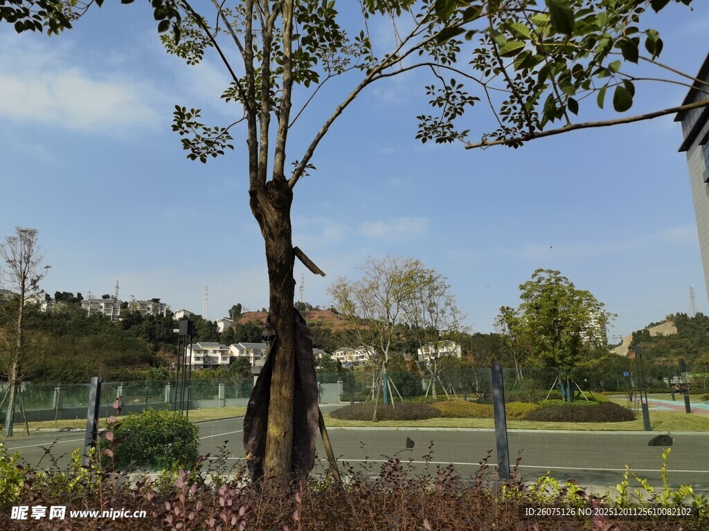 公园内的树木与开阔景致