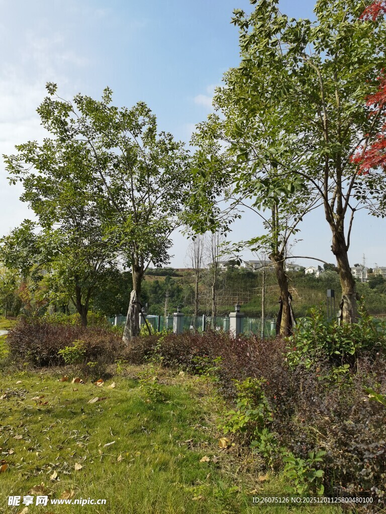 湖畔绿意盎然的自然景致