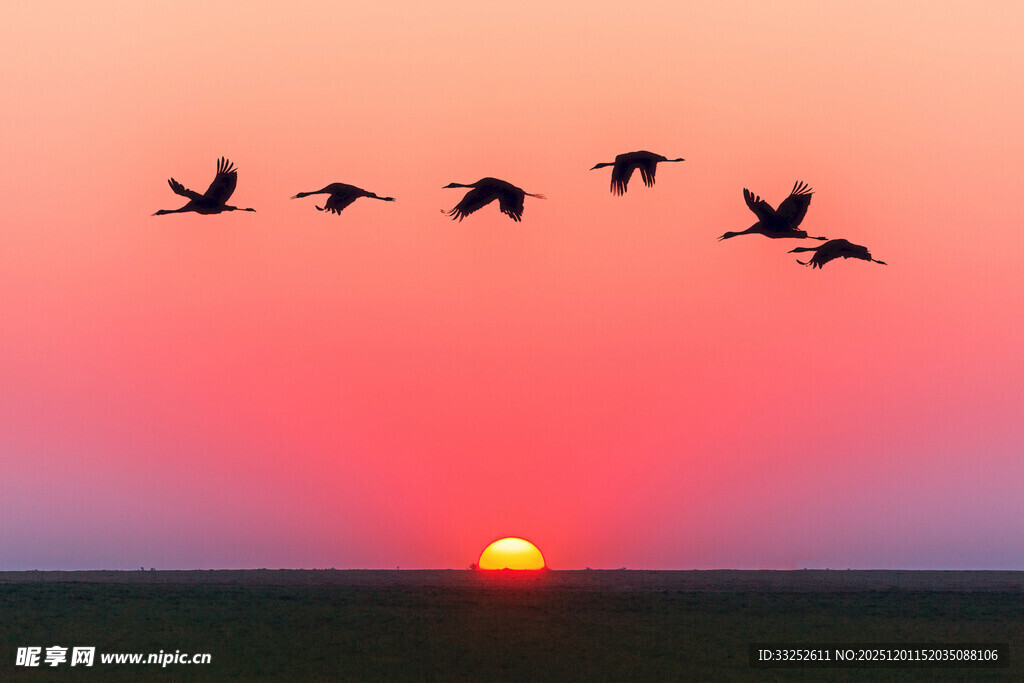 夕阳下群鸟翱翔天际