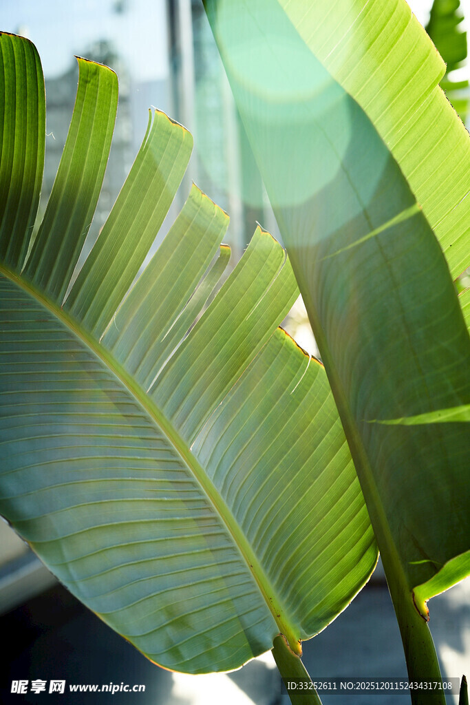 阳光下的翠绿芭蕉叶