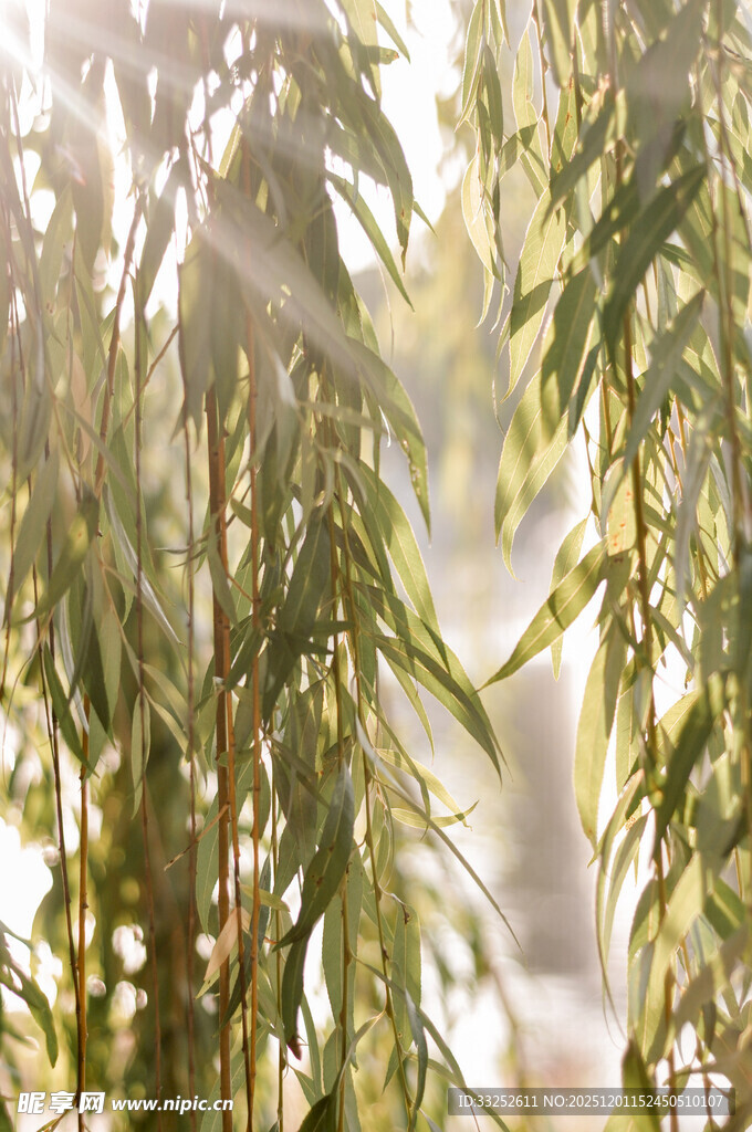 阳光照耀下的翠绿柳枝