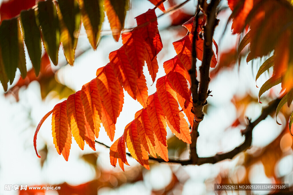 秋日枝头的斑斓红叶