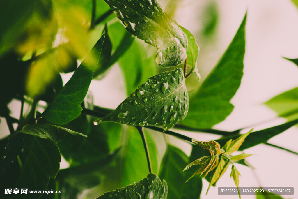 绿叶间的娇嫩花朵