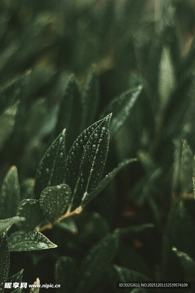 带露珠的翠绿叶片