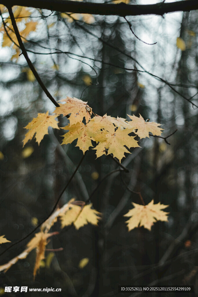 雨中金黄枫叶挂枝头