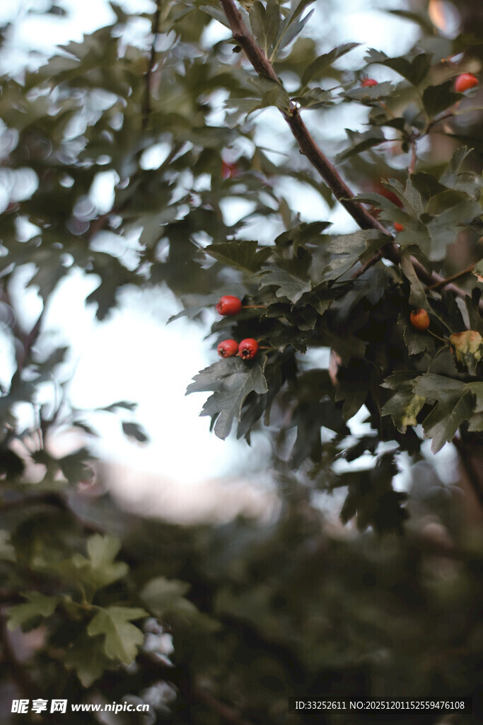 枝头红果隐于绿叶间