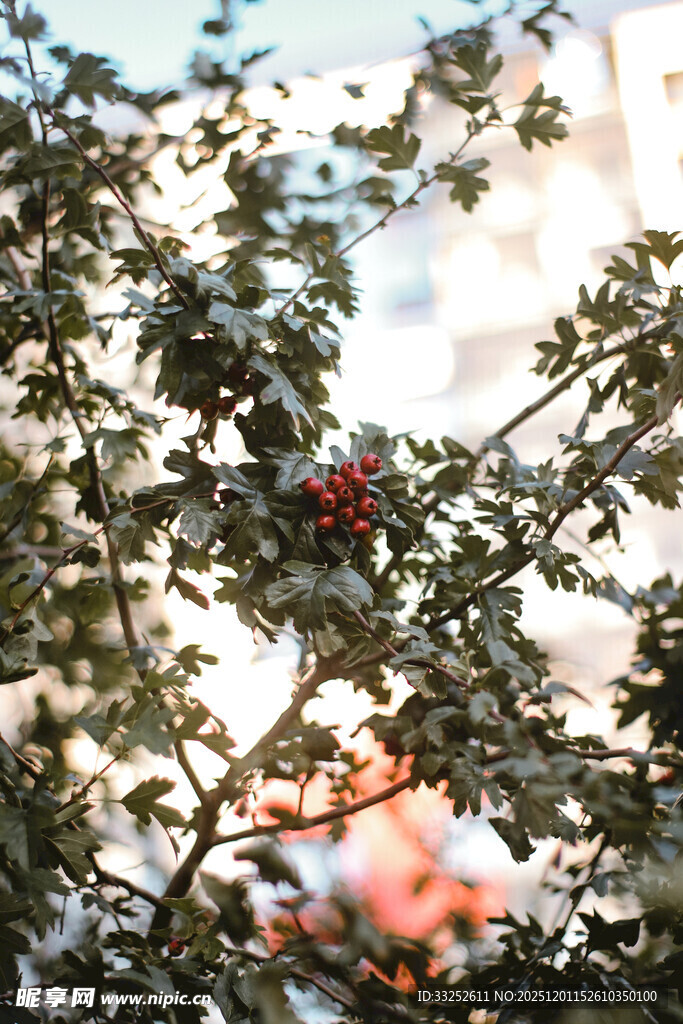 枝头红果隐于绿叶间