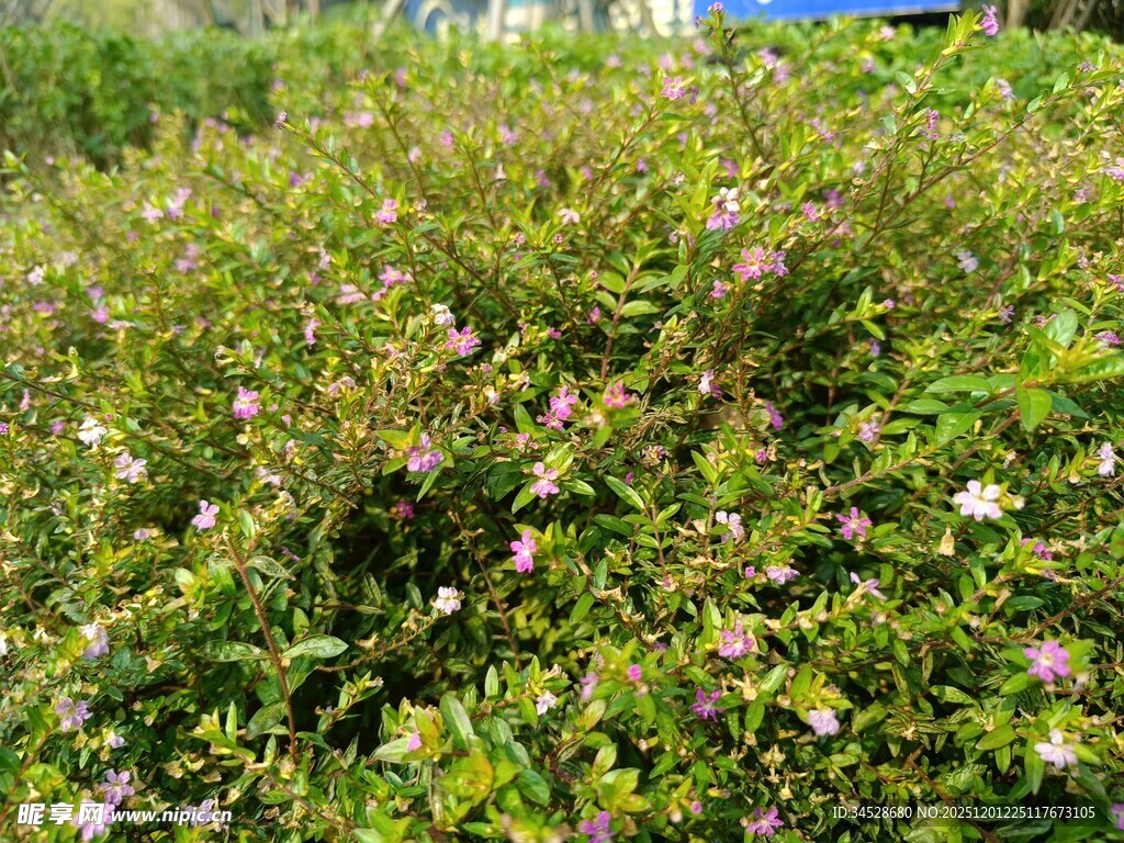 繁茂花丛中的美丽小花