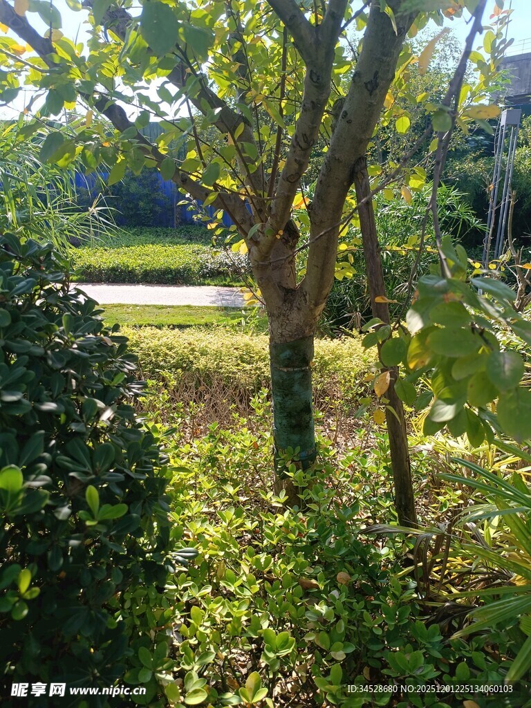 户外绿意盎然的植物景观