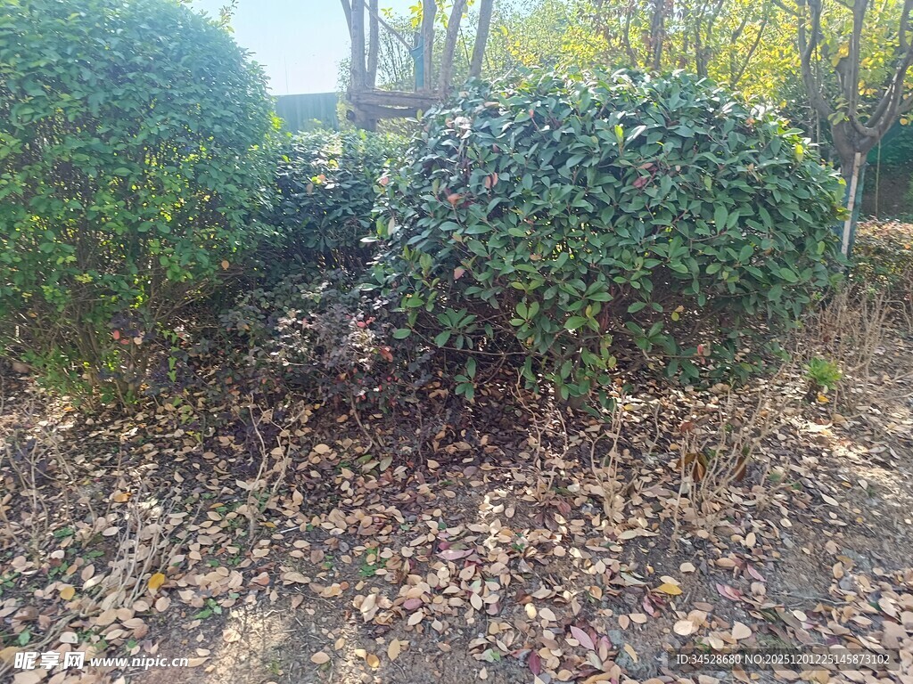 秋日灌木丛与落叶景象