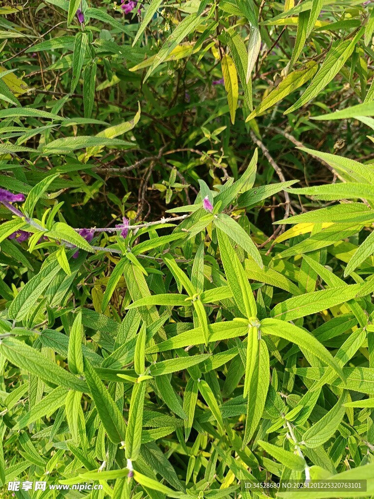 翠绿草丛中的紫色小花