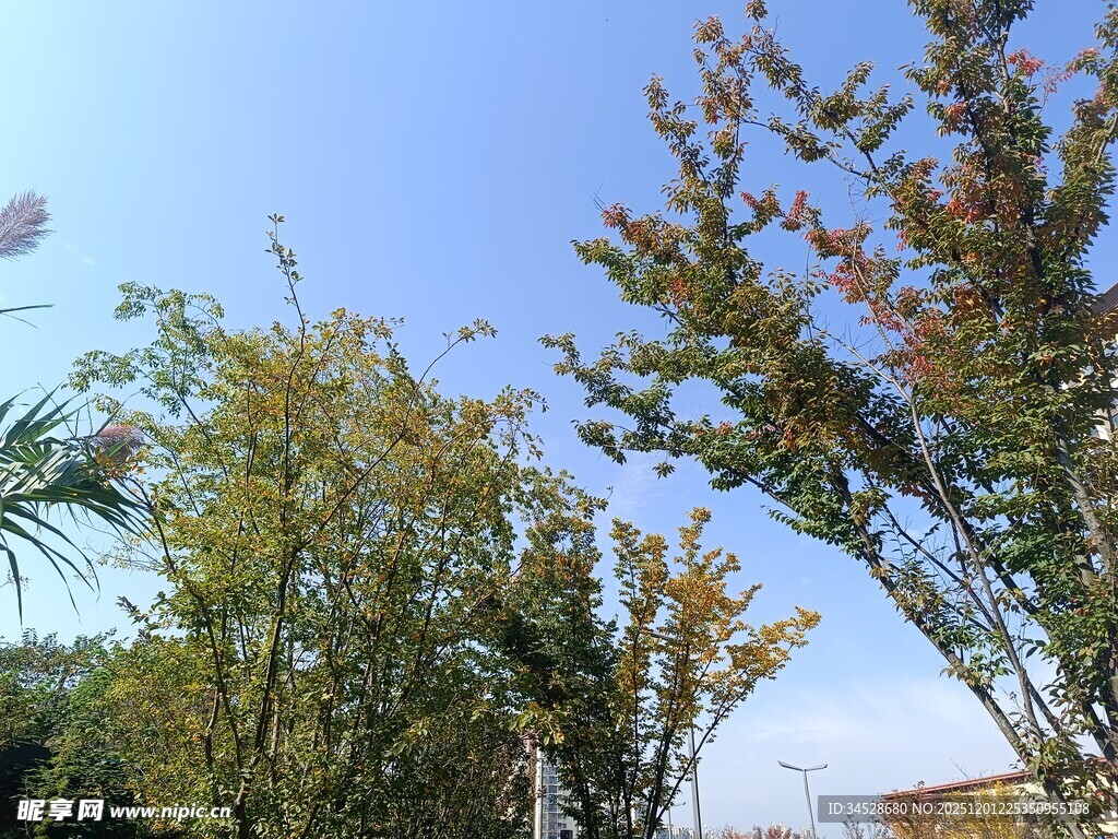 蓝天绿树间的自然景致