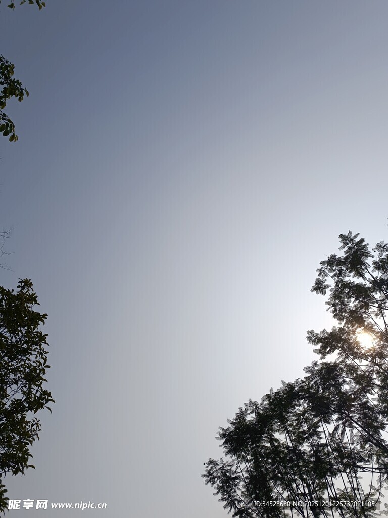 阳光透过树梢的美好景象